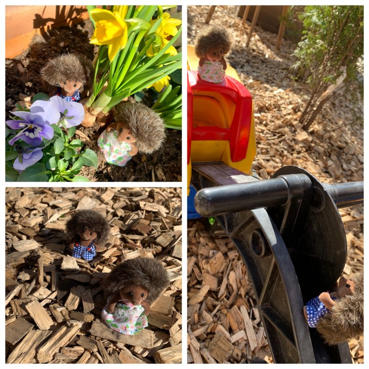 Unsere Igel trauen sich in den Garten, um alles zu erkunden :)