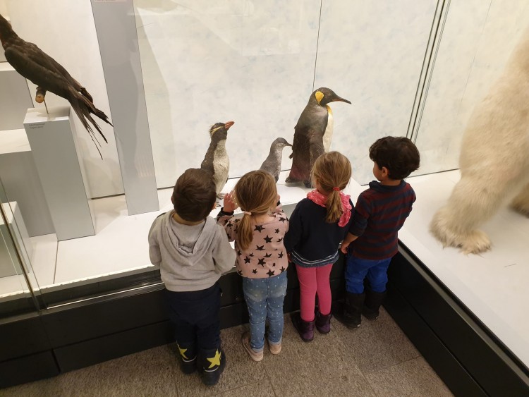 Buahhhhh so nahe sehen wir den Kaiserpinguin